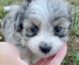 Aussiechon Puppies For Sale Florida Fur Babies